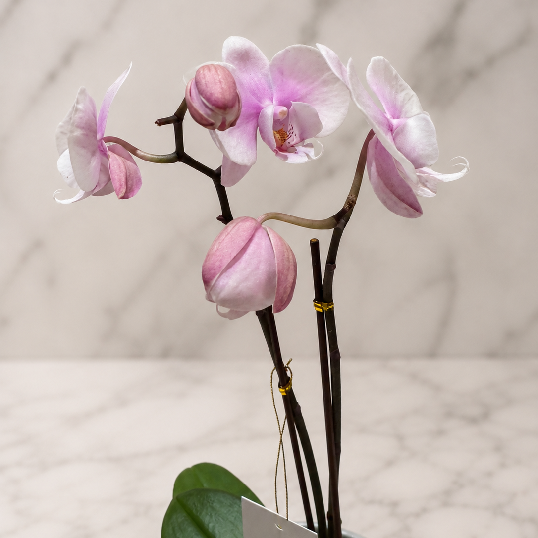 ORQUÍDEA PHALAENOPSIS BLUSH ROSÉ | ORQUÍDEA PREMIUM