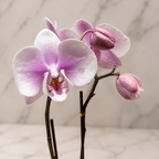 ORQUÍDEA PHALAENOPSIS BLUSH ROSÉ | ORQUÍDEA PREMIUM