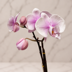 ORQUÍDEA PHALAENOPSIS BLUSH ROSÉ | ORQUÍDEA PREMIUM