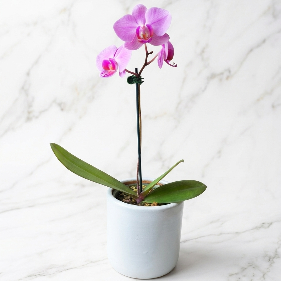 ORQUÍDEA PHALAENOPSIS