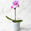ORQUÍDEA PHALAENOPSIS