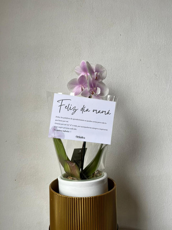 Cliente de ORKIDEA con su orquídea