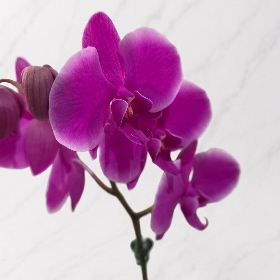 Orquídea fucsia premium