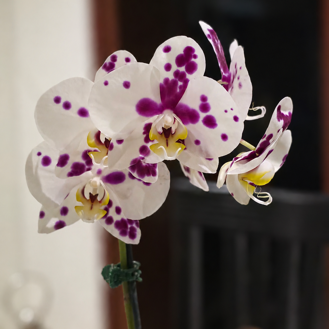 Orquídea blanca magenta premium