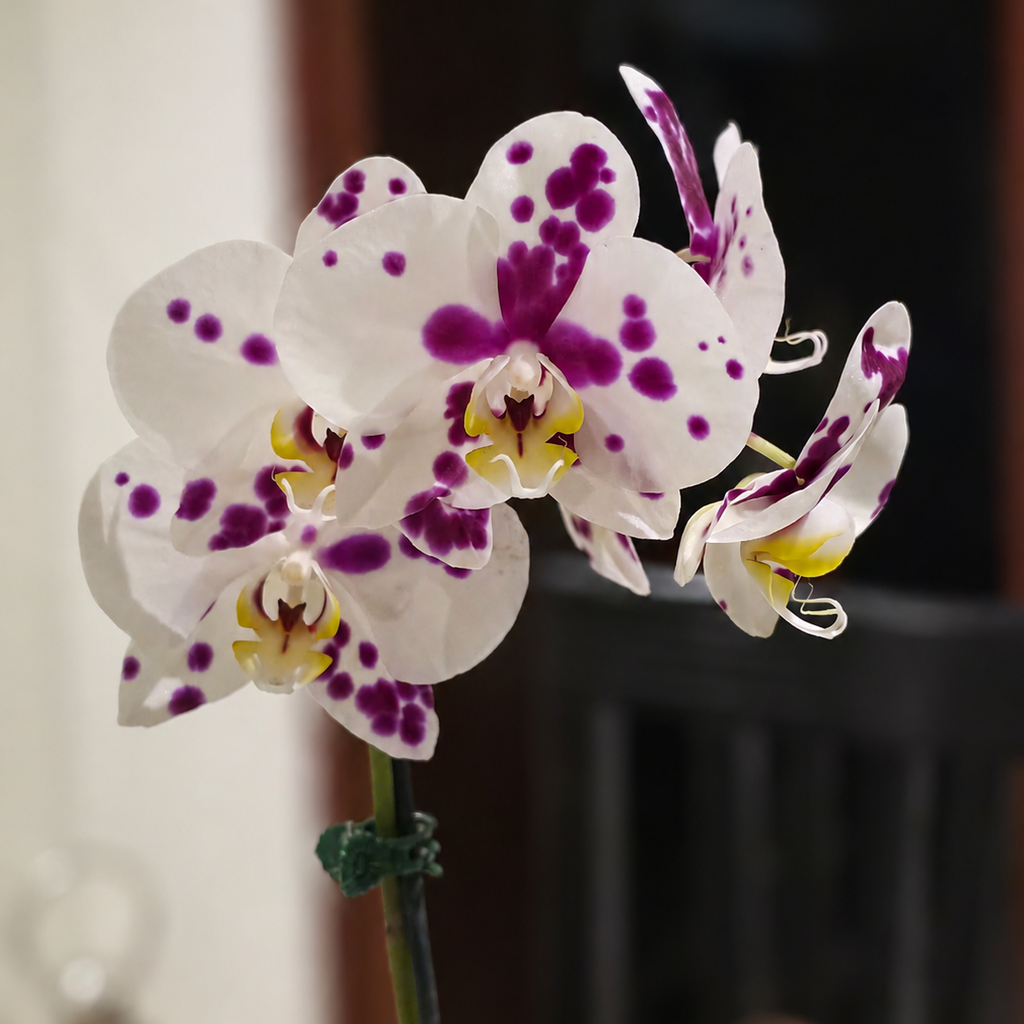 Orquídea blanca magenta premium