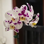Orquídea blanca magenta premium