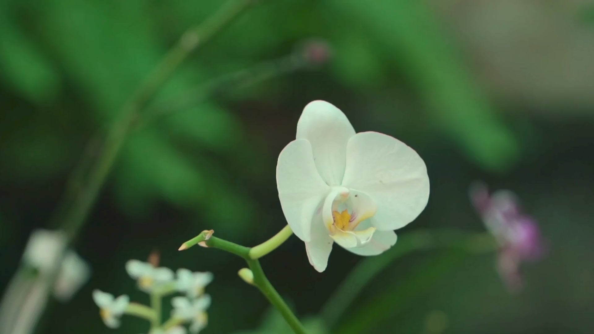 video de orquídea blanca