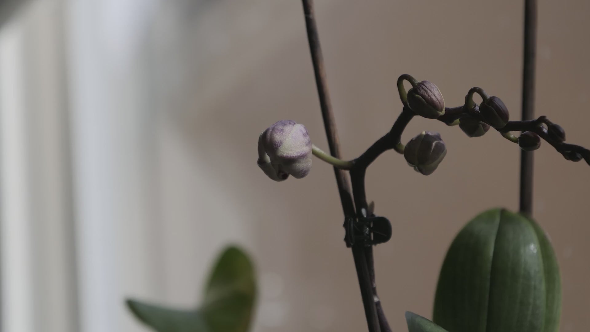 Video orquídea floreciendo